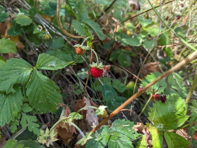Wild strawberries