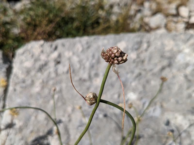 Wild onion