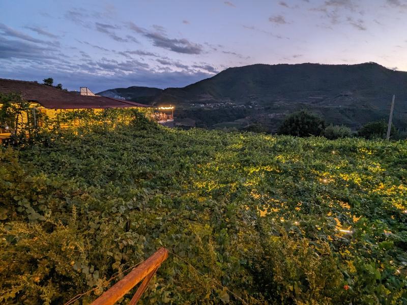 Lights under the arbor, with the restaurant behind it