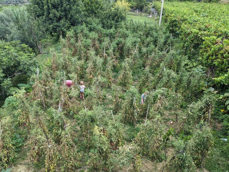 Kids picking tomatoes