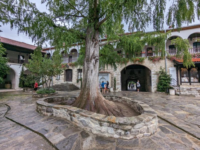 Old cypress from Asia