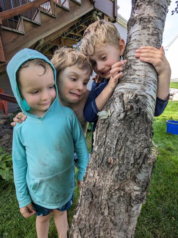 Color-changing tree-frog