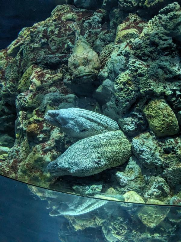 Moray Eels