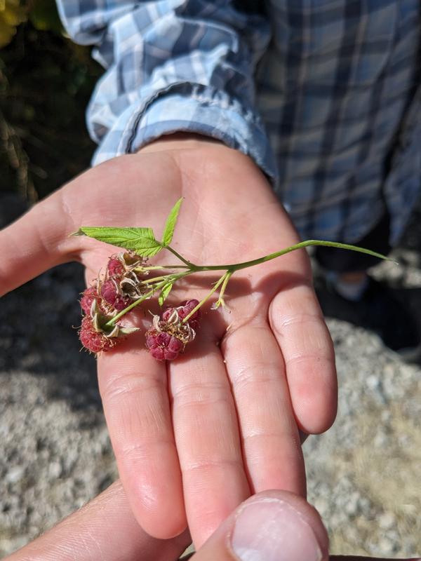 Wild raspberries