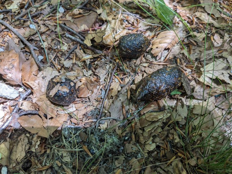 Whose scat is that??