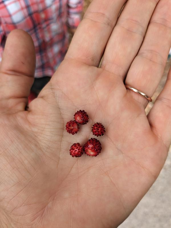 More wild strawberries