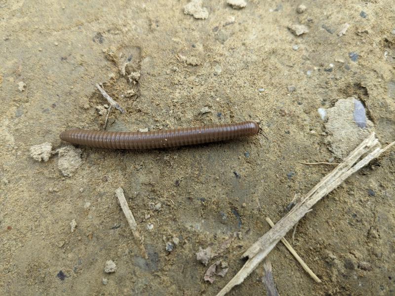 Millipede