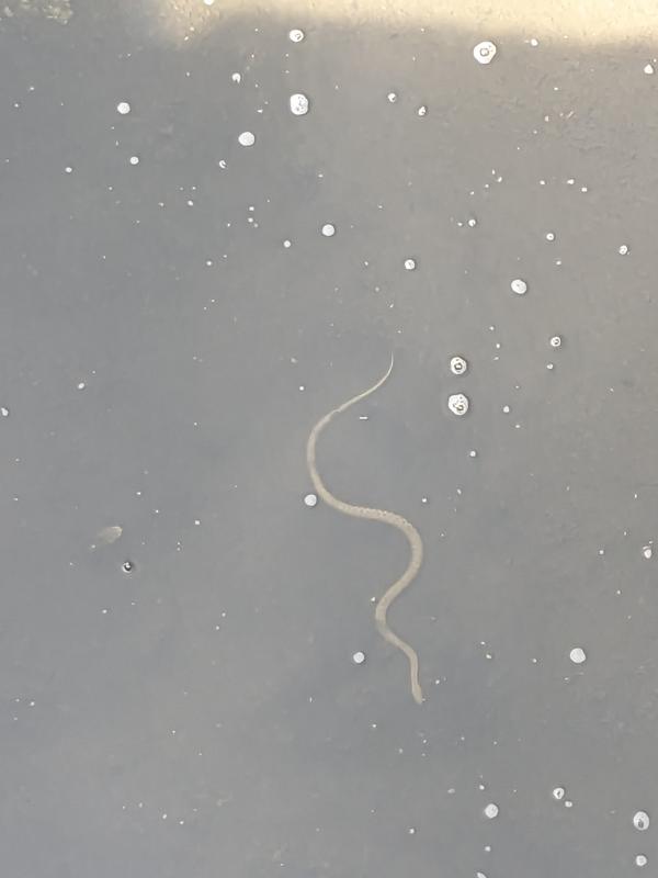 Water snake going fishing