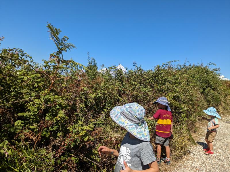 Picking blackberries