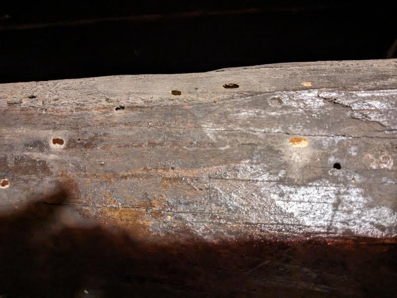 Our house was being eaten alive!